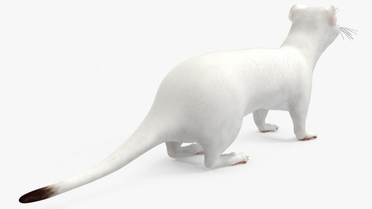 Ermine Mammal White Rigged for Cinema 4D 2 3D