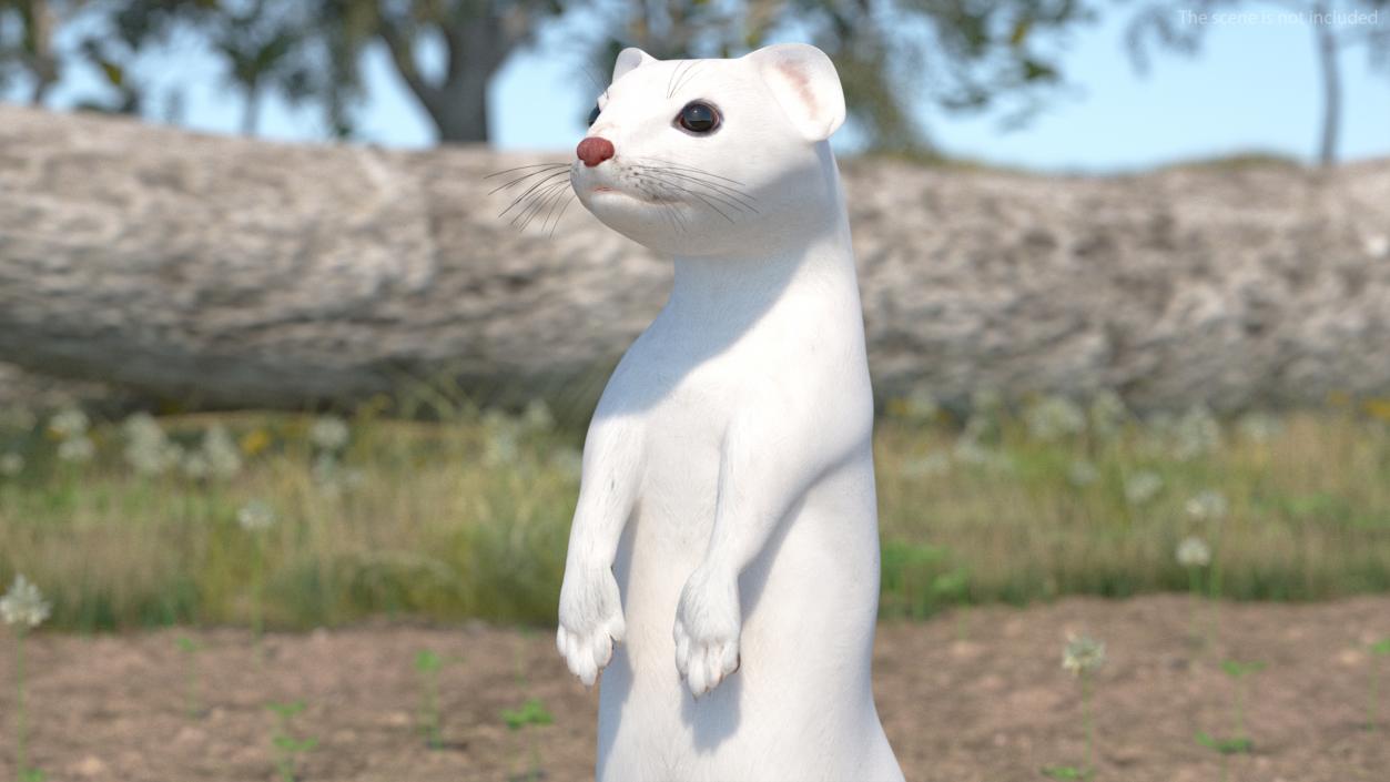 Ermine Mammal White Rigged for Cinema 4D 2 3D