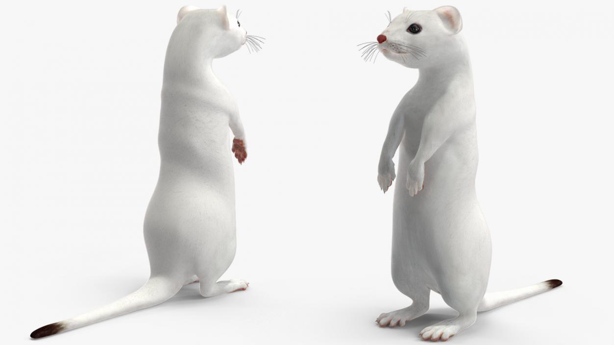 Ermine Mammal White Rigged for Cinema 4D 2 3D