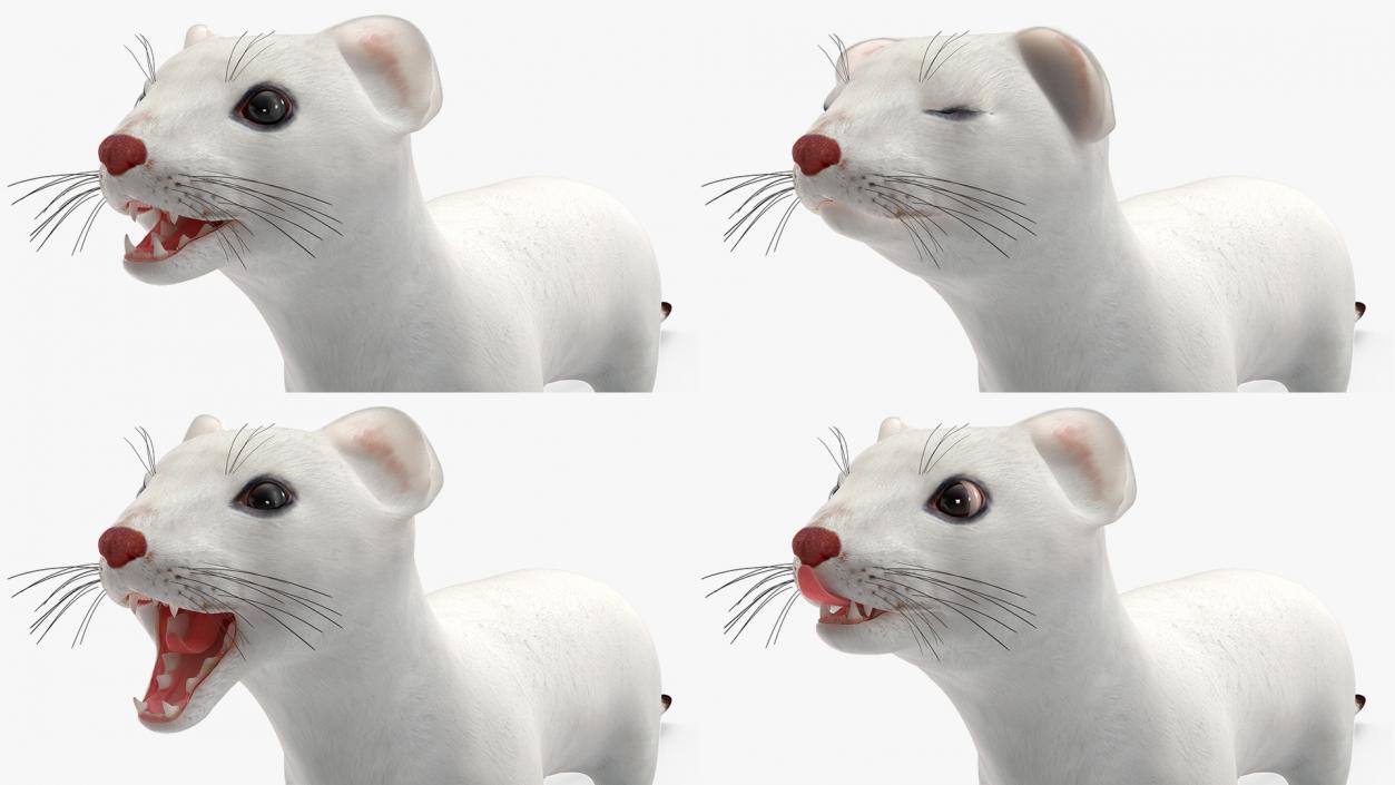 Ermine Mammal White Rigged for Cinema 4D 2 3D