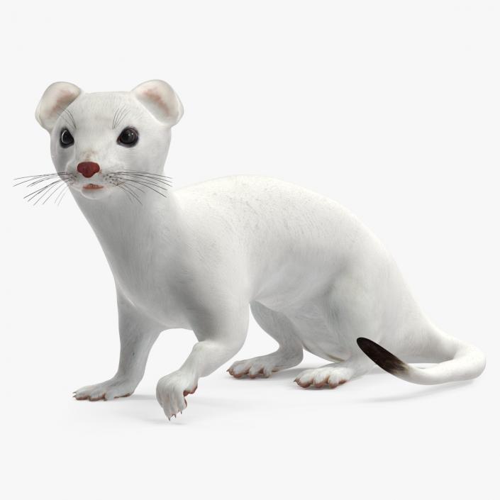 Ermine Mammal White Rigged for Cinema 4D 2 3D