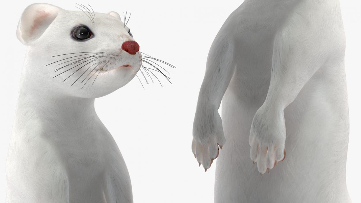 Ermine Mammal White Rigged for Cinema 4D 2 3D