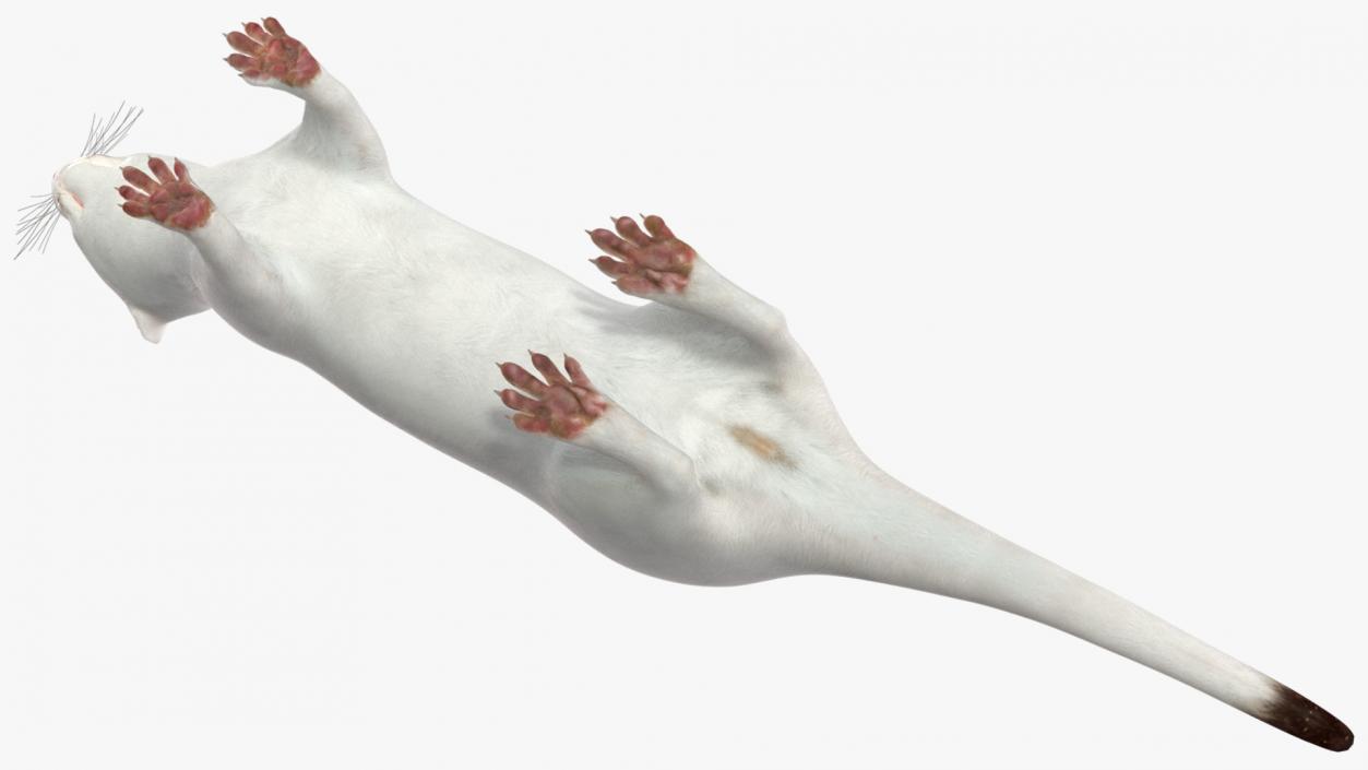 Ermine Mammal White Rigged for Cinema 4D 2 3D