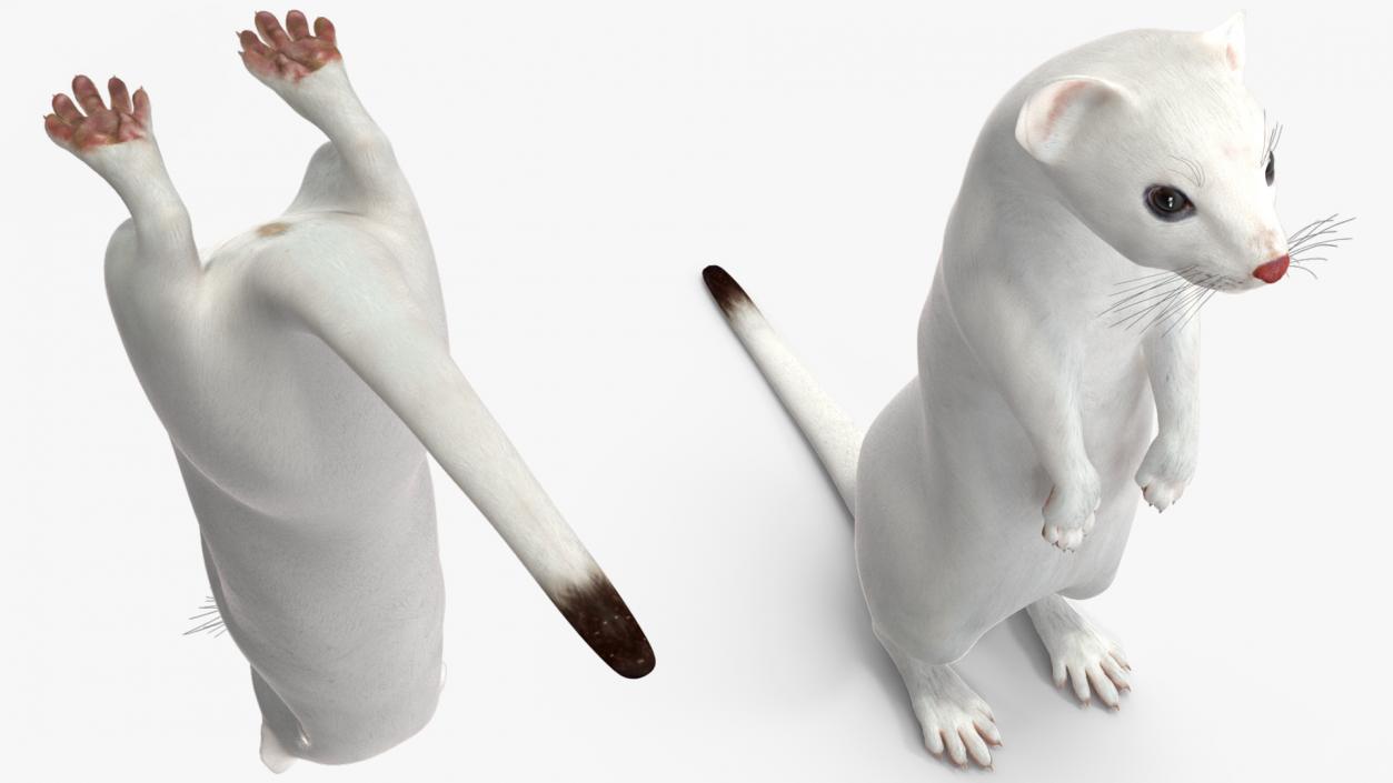 Ermine Mammal White Rigged for Cinema 4D 2 3D