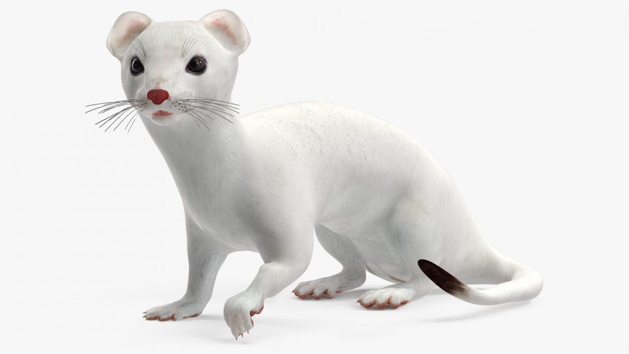 Ermine Mammal White Rigged for Cinema 4D 2 3D