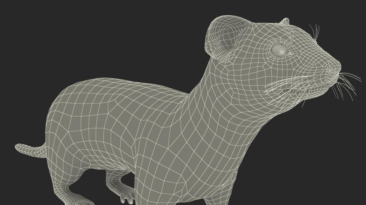 Ermine Mammal White Rigged for Cinema 4D 2 3D