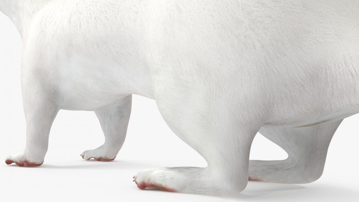 Ermine Mammal White Rigged for Cinema 4D 2 3D