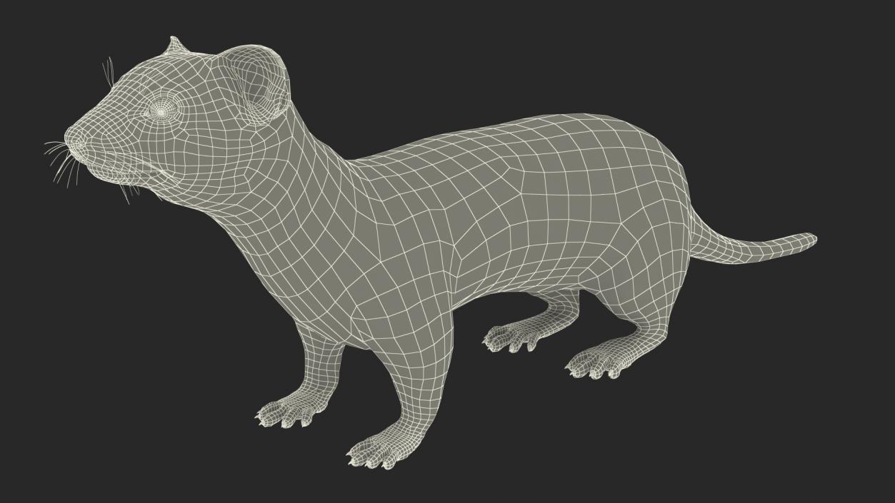 Ermine Mammal White Rigged for Cinema 4D 2 3D