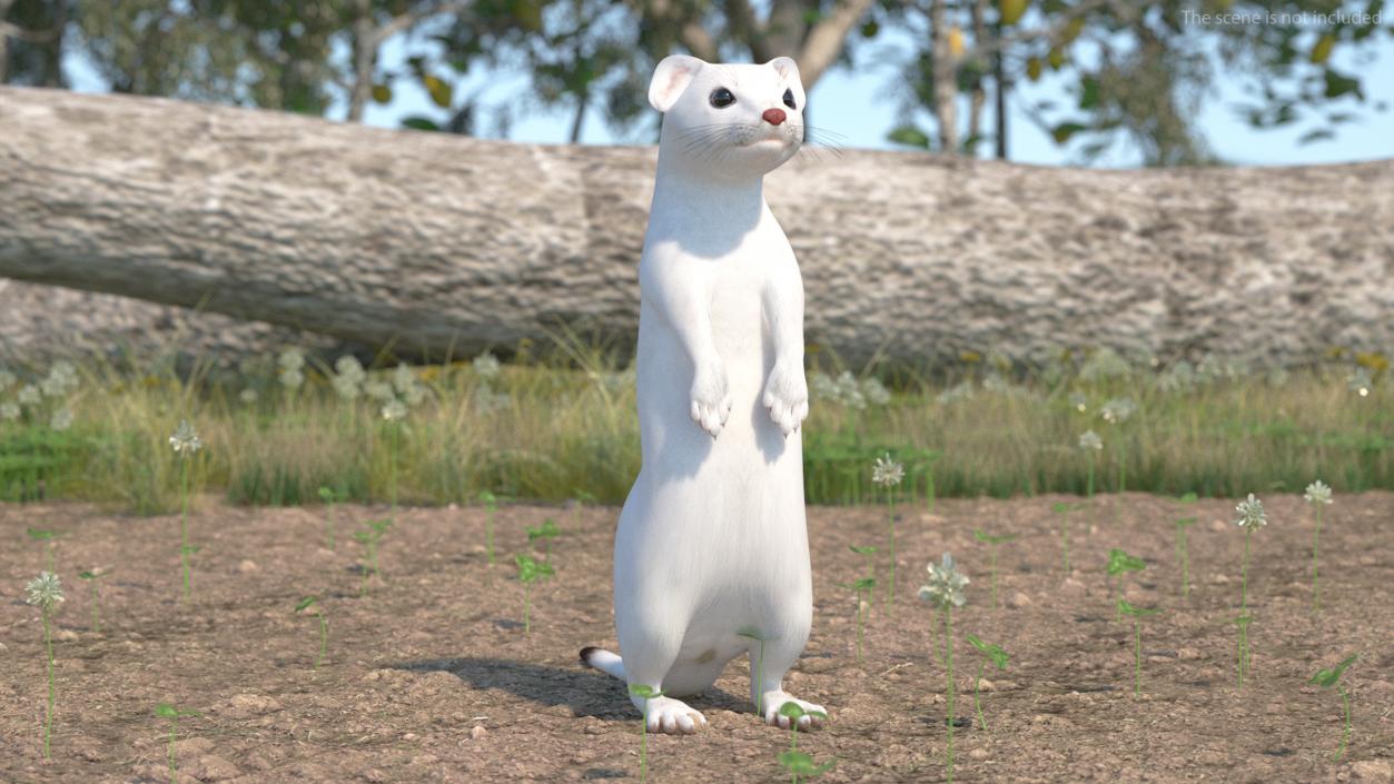 Ermine Mammal White Rigged for Cinema 4D 2 3D