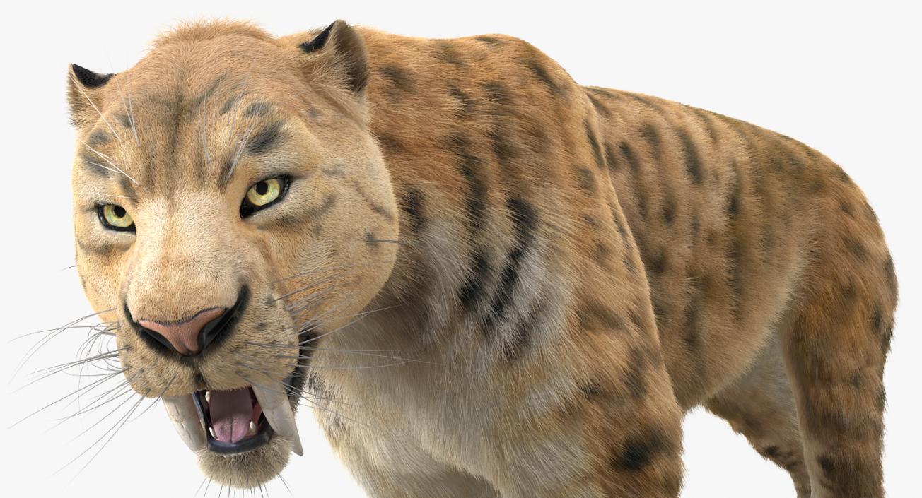 3D Saber Tooth Tiger Rigged with Fur model