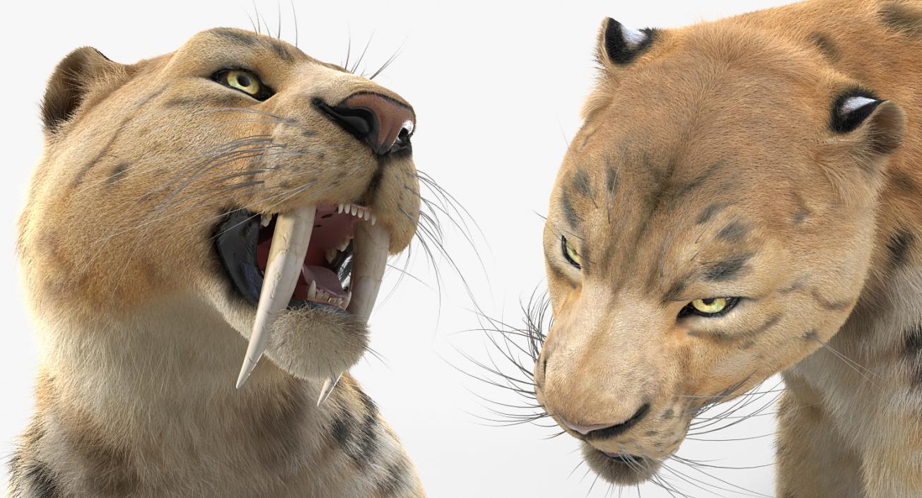 3D Saber Tooth Tiger Rigged with Fur model