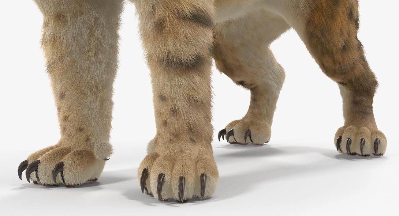 3D Saber Tooth Tiger Rigged with Fur model