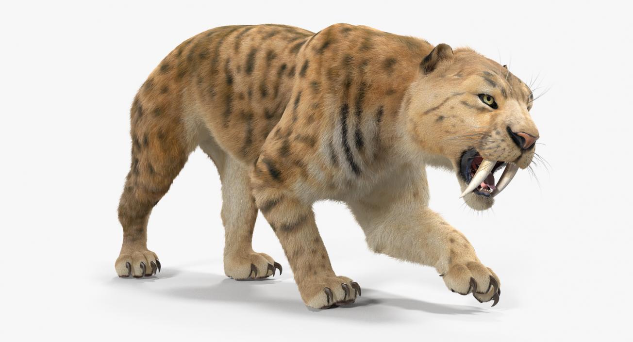 3D Saber Tooth Tiger Rigged with Fur model