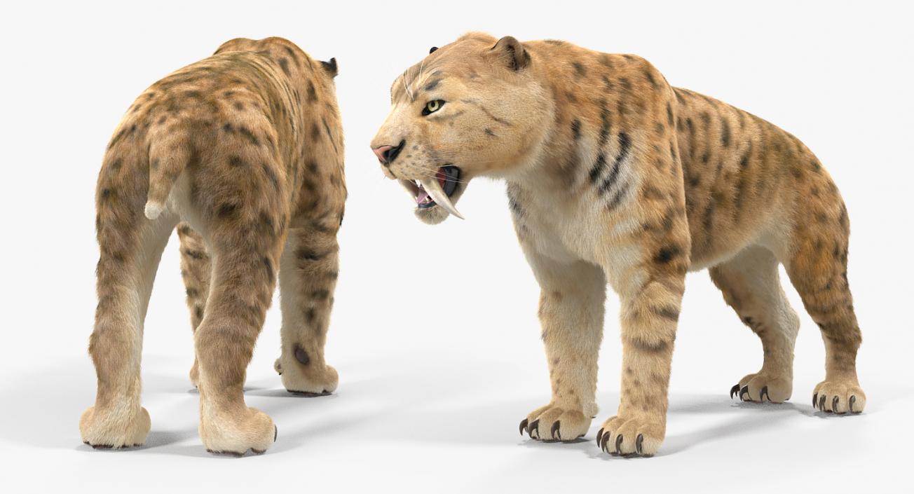 3D Saber Tooth Tiger Rigged with Fur model