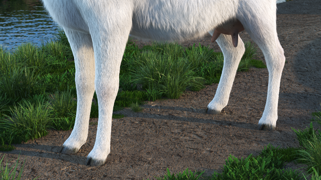 3D Goat Saanen Breed Fur