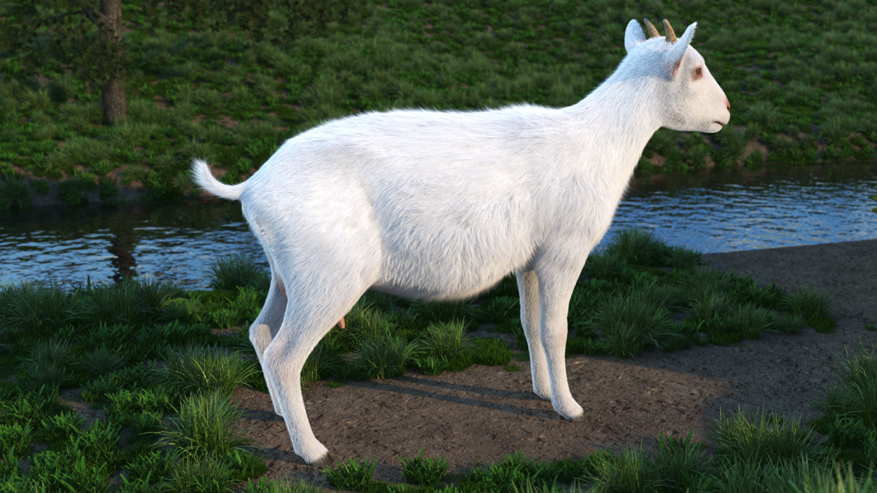 3D Goat Saanen Breed Fur