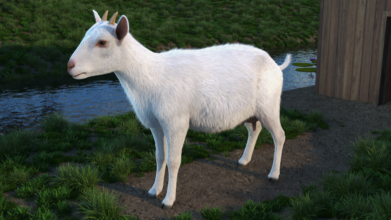 3D Goat Saanen Breed Fur