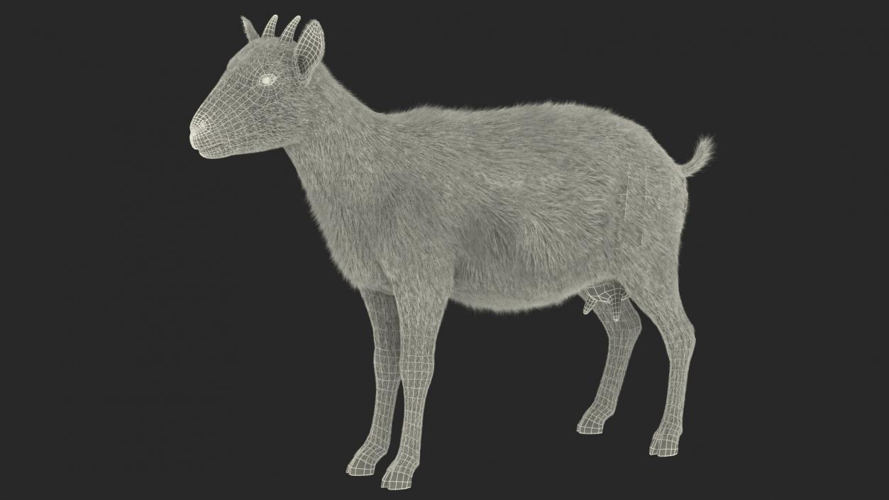 3D Goat Saanen Breed Fur