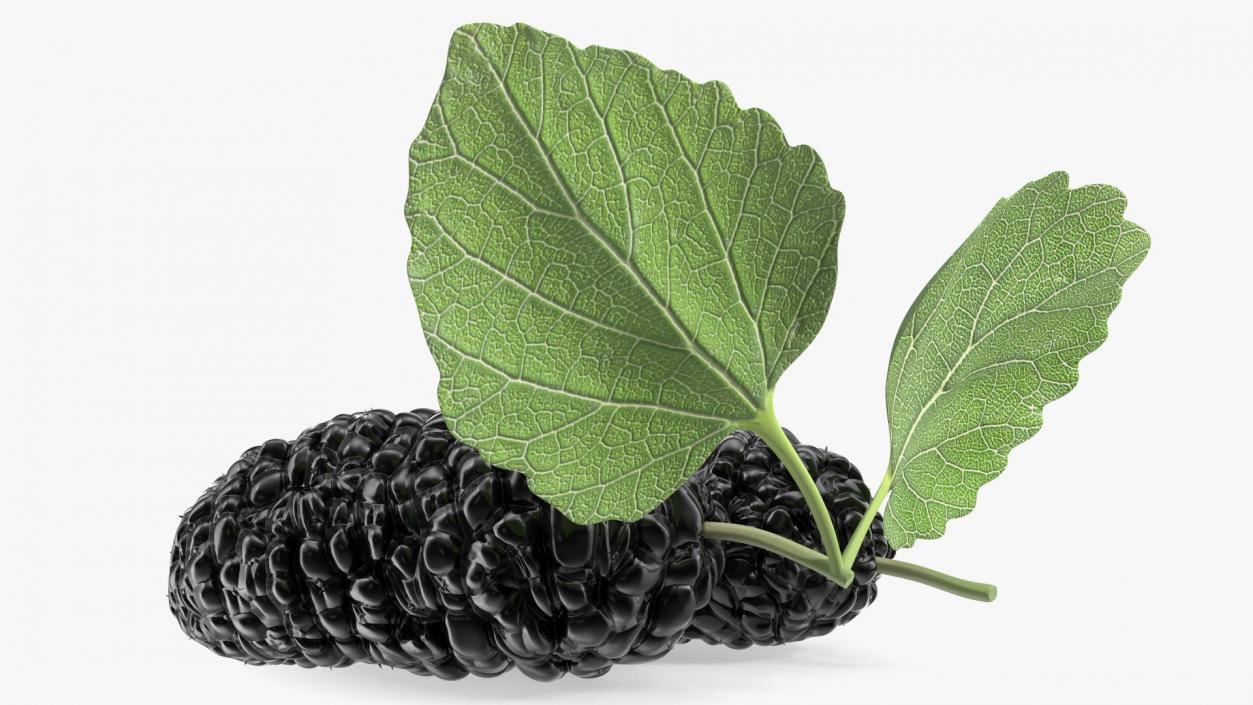 Mulberry Fruit Black with Leaves 3D