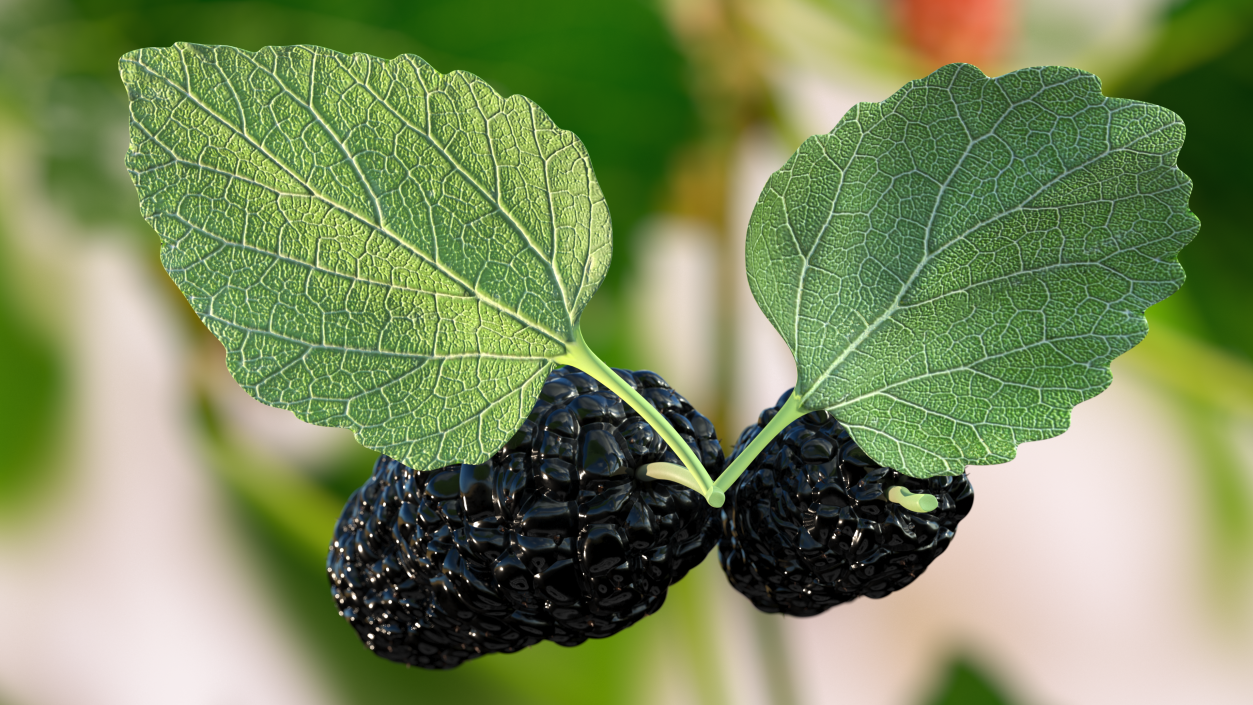 Mulberry Fruit Black with Leaves 3D