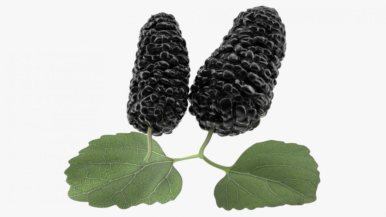 Mulberry Fruit Black with Leaves 3D