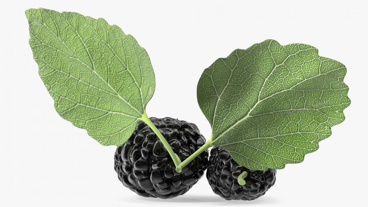 Mulberry Fruit Black with Leaves 3D