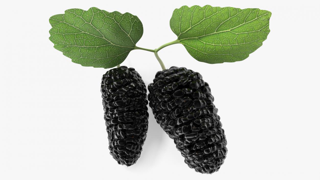 Mulberry Fruit Black with Leaves 3D