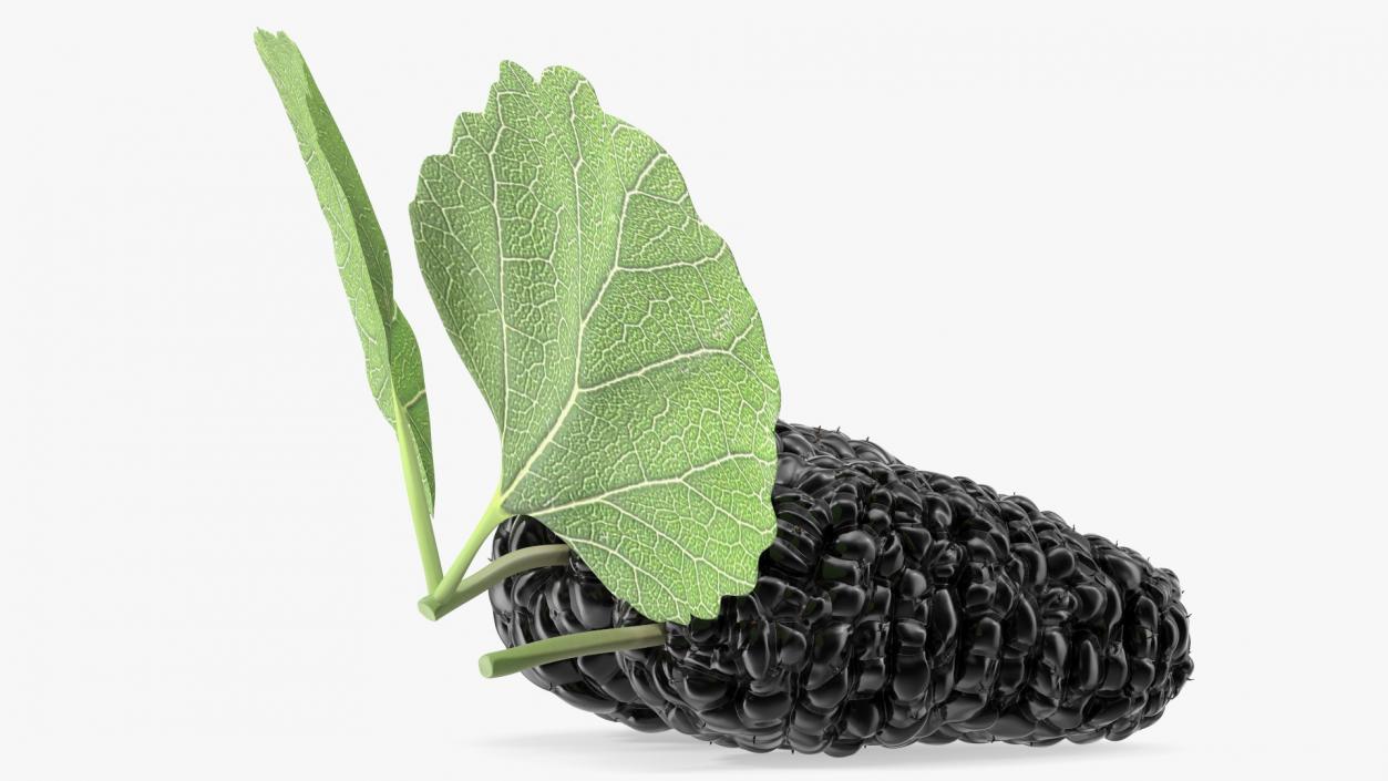 Mulberry Fruit Black with Leaves 3D