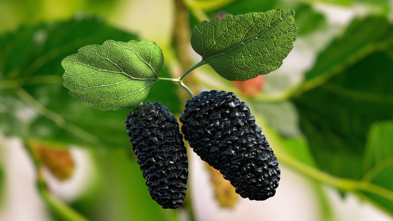 Mulberry Fruit Black with Leaves 3D