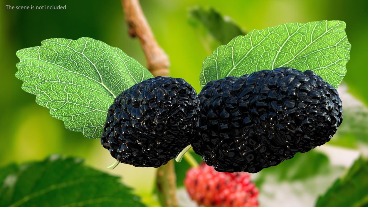 Mulberry Fruit Black with Leaves 3D