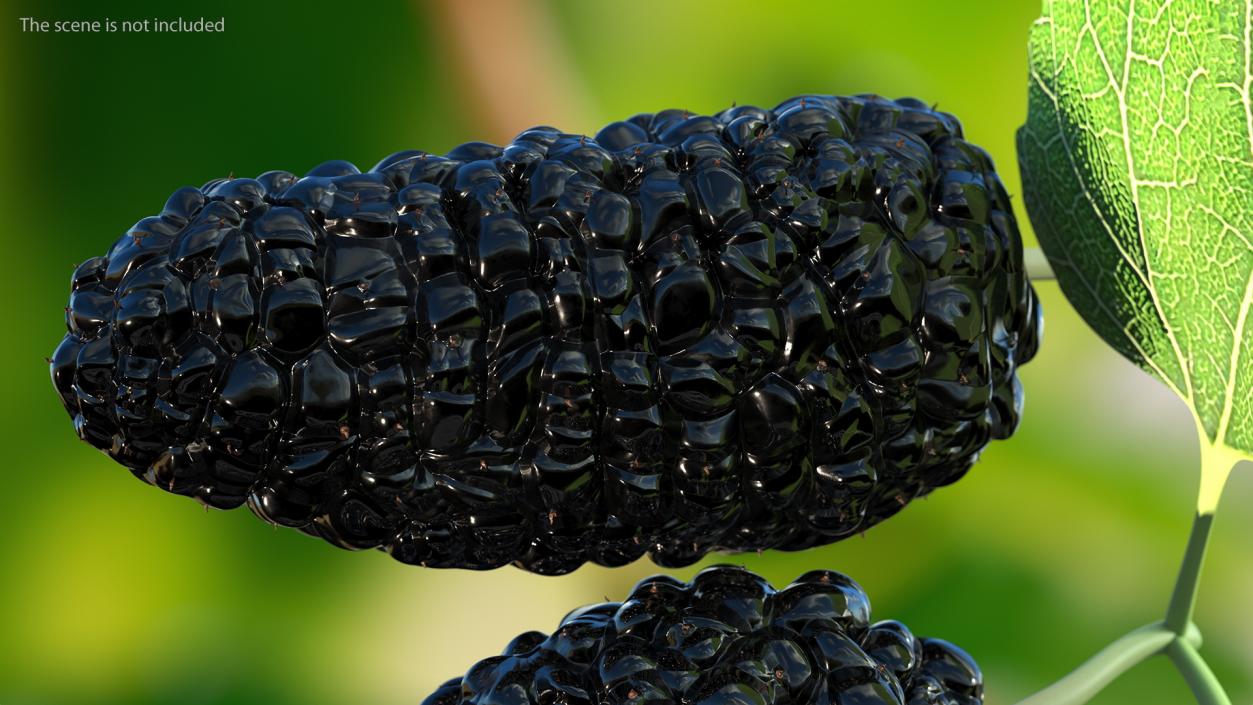 Mulberry Fruit Black with Leaves 3D