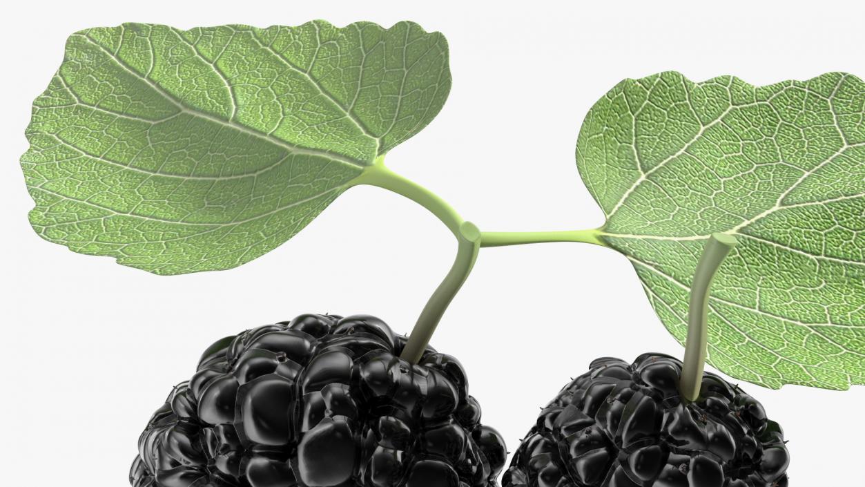 Mulberry Fruit Black with Leaves 3D