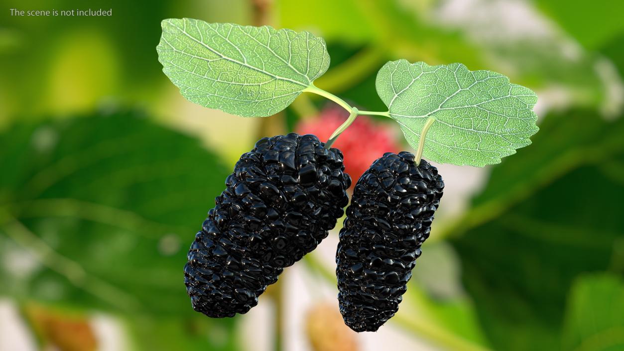 Mulberry Fruit Black with Leaves 3D