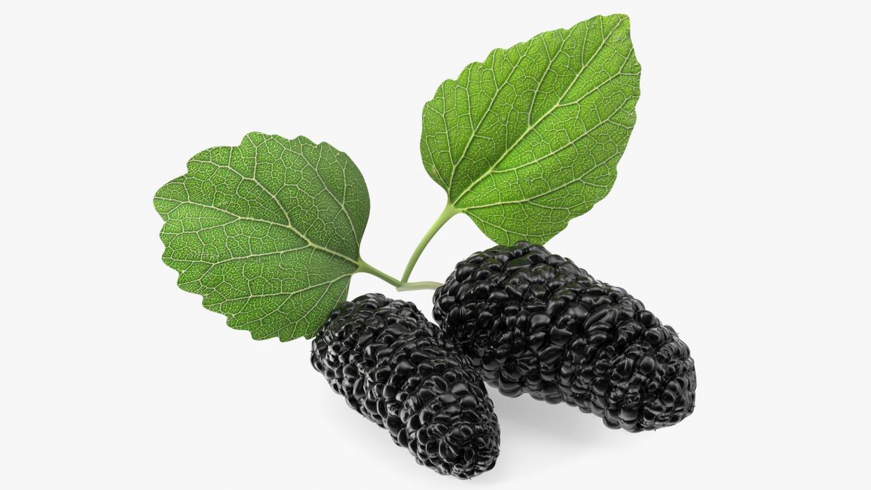 Mulberry Fruit Black with Leaves 3D