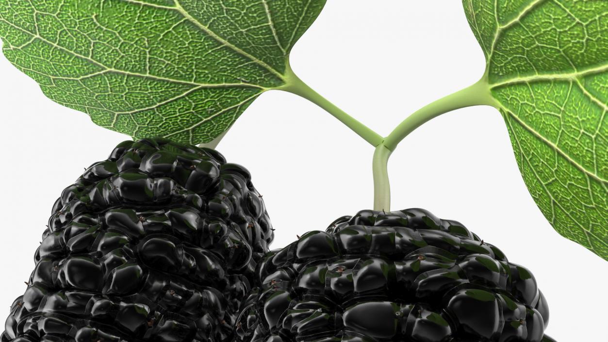 Mulberry Fruit Black with Leaves 3D