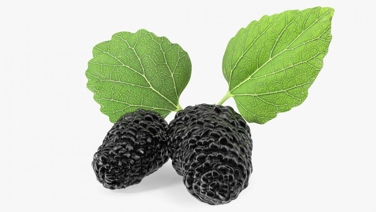 Mulberry Fruit Black with Leaves 3D