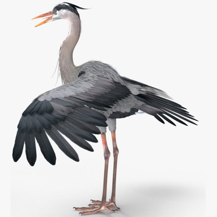 3D Grey Heron Rigged for Modo