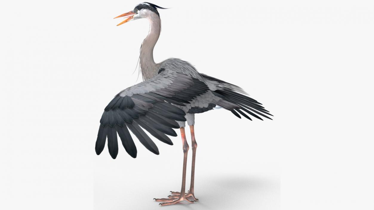 3D Grey Heron Rigged for Modo