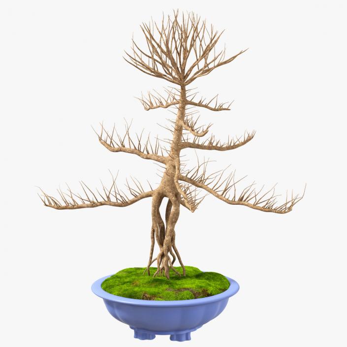 Bare Bonsai Tree in Pot Fur 3D