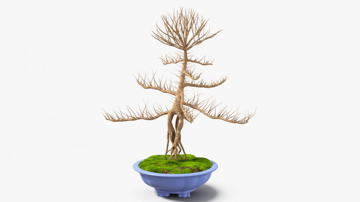 Bare Bonsai Tree in Pot Fur 3D