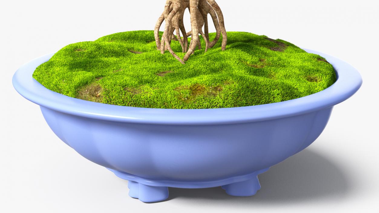 Bare Bonsai Tree in Pot Fur 3D