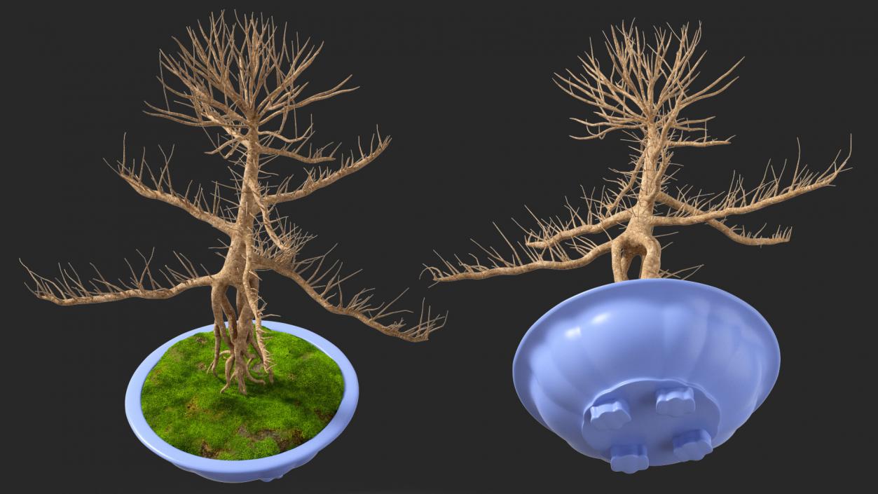 Bare Bonsai Tree in Pot Fur 3D