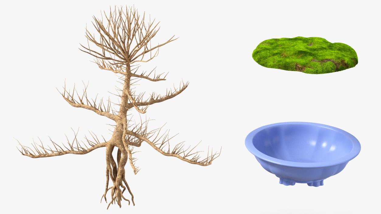 Bare Bonsai Tree in Pot Fur 3D