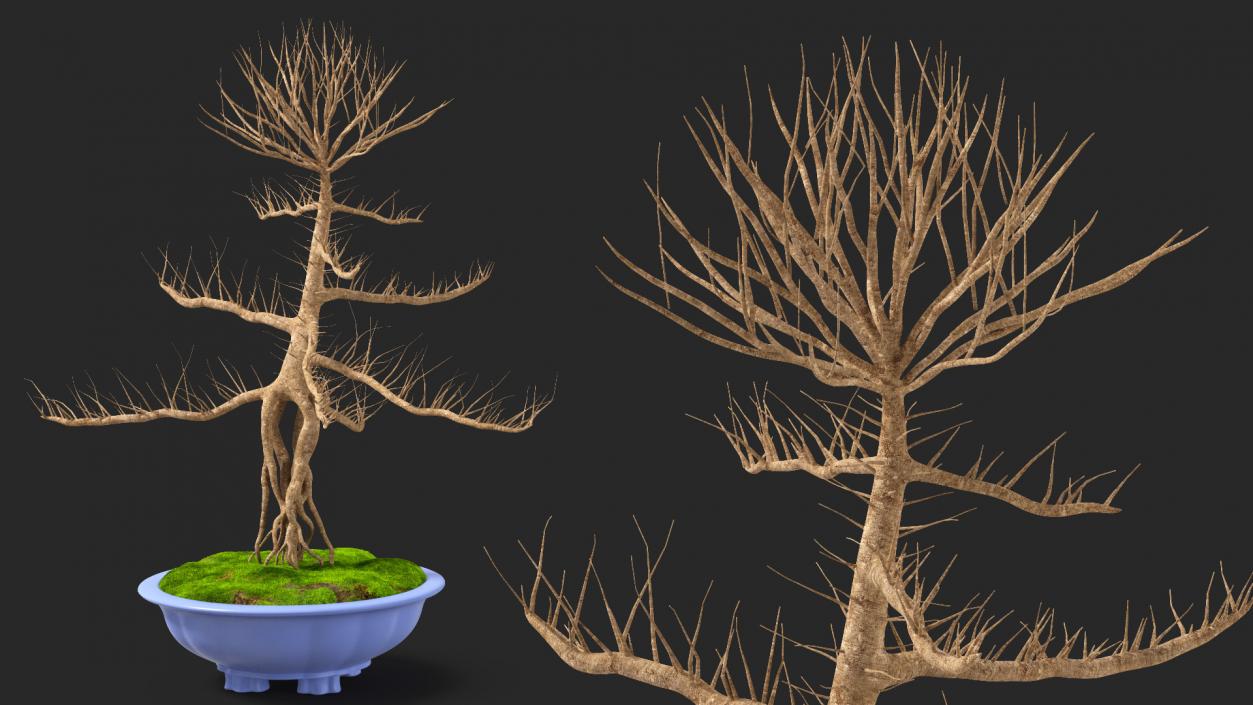 Bare Bonsai Tree in Pot Fur 3D