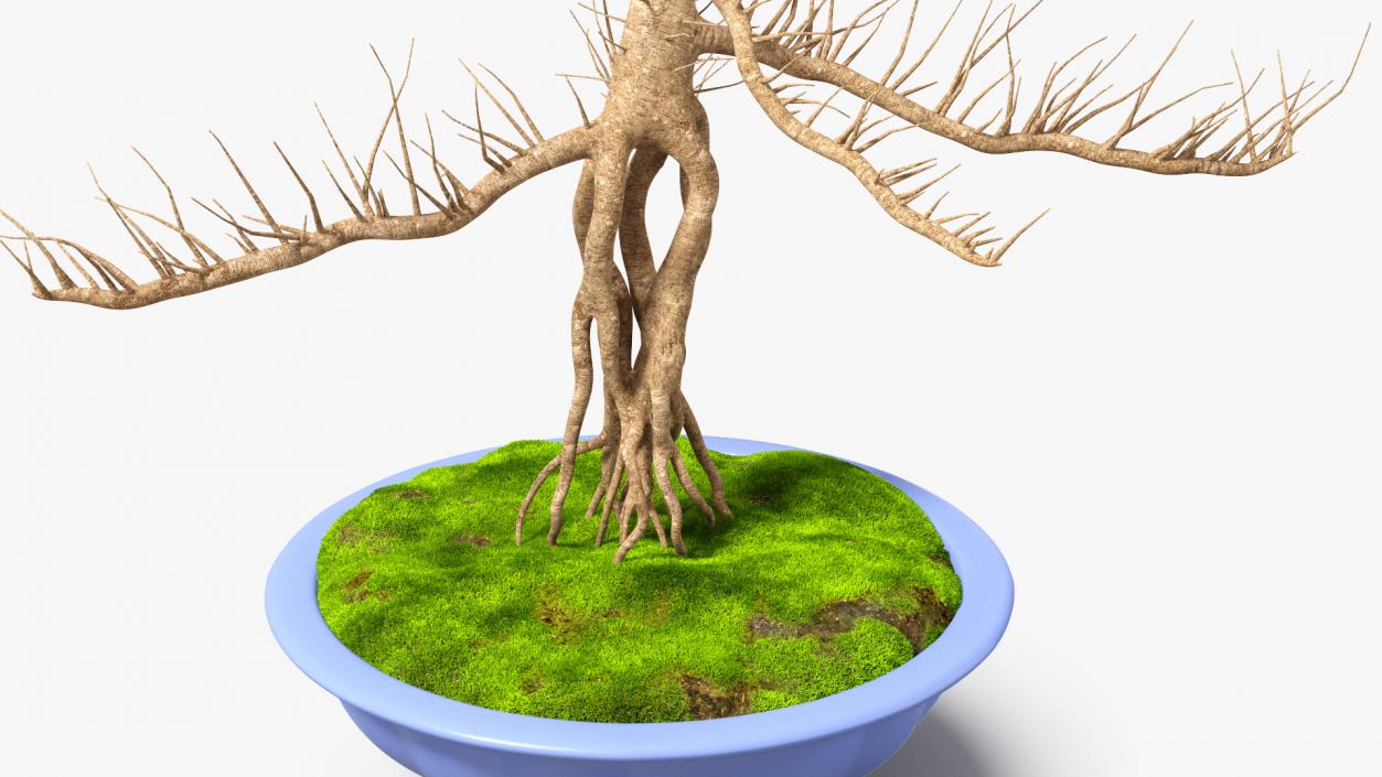 Bare Bonsai Tree in Pot Fur 3D