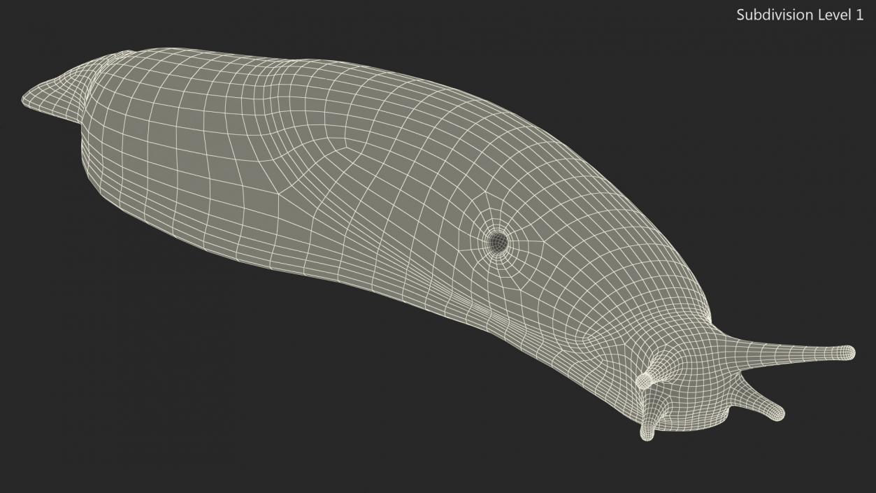 3D Iberian Slug Lying model