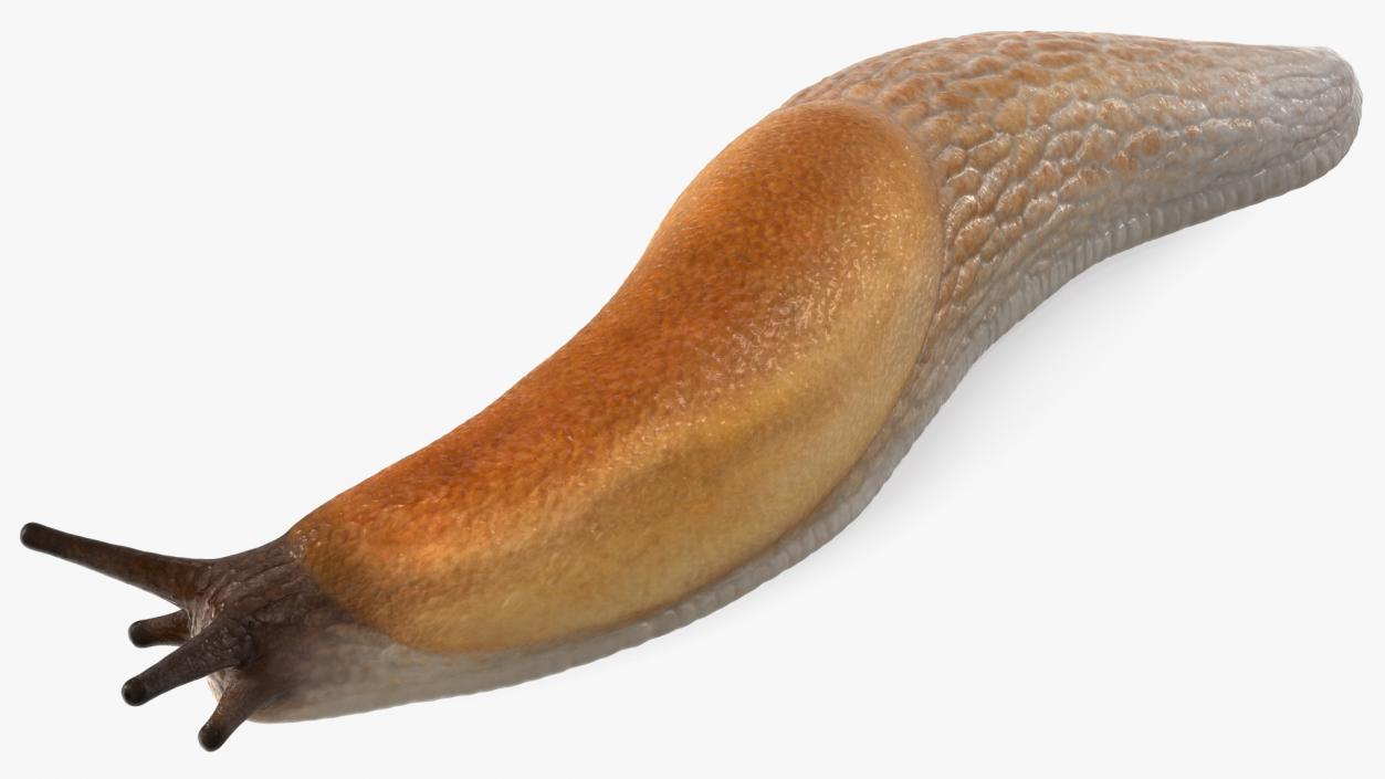 3D Iberian Slug Lying model