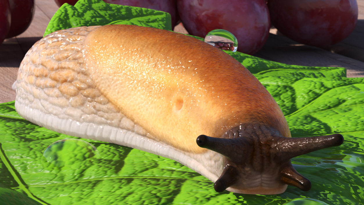 3D Iberian Slug Lying model