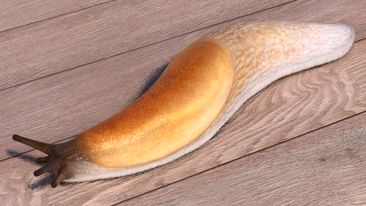 3D Iberian Slug Lying model