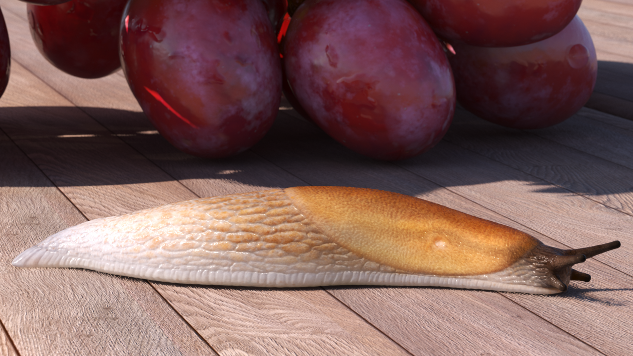 3D Iberian Slug Lying model